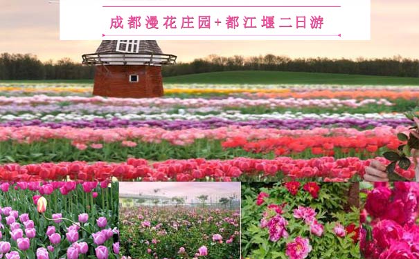 重庆到四川旅游_重庆到成都漫花庄园+都江堰赏花二日游<重庆周边赏花二日游，成都欧洲花海游，一年四季赏花！春赏郁金香/牡丹花、夏赏玫瑰、秋赏百合花、冬赏紫罗兰>