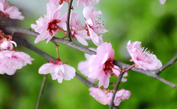 重庆永川圣水湖桃花岛+清峰里油菜花一日游重庆永川一日游，3/4月重庆赏花游，相约圣水湖​桃花岛赏花会，清峰里赏千亩连片的油菜花田！