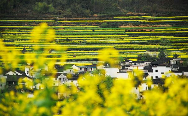 重庆到江西旅游_江西婺源+黄山+景德镇动车5日游[双动往返]