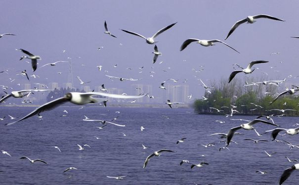 重庆到云南旅游_云南昆明+大理+丽江双飞6日游[南诏风情岛+双廊+蝴蝶泉]