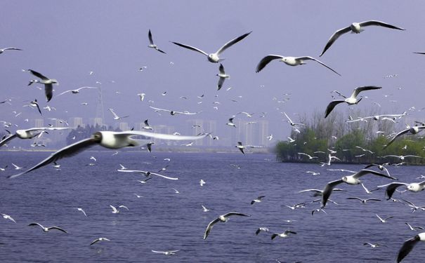 重庆到云南旅游_云南昆明+大理+丽江双飞6日游[南诏风情岛+双廊+蝴蝶泉]