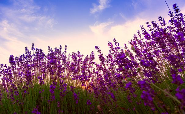 重庆出发周边旅游_【赏花】成都香薰山谷+都江堰古城2日游[重庆周边]