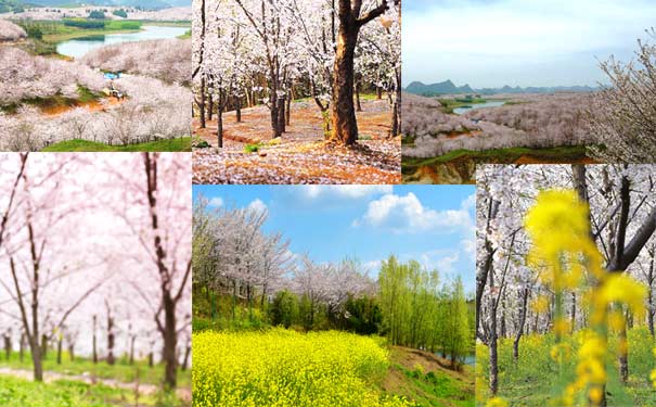 重庆到贵州旅游_【赏花】贵州平坝樱花林+中国傩城赏花2日游[重庆周边]