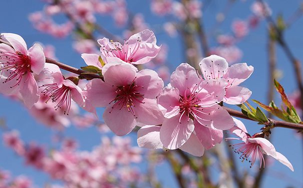 重庆出发国内旅游_【赏花】西藏拉萨+林芝+羊卓雍错去卧回飞9日游[林芝桃花节升级版]