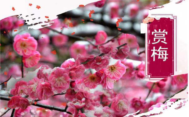 重庆出发到周边一日游旅游_南川大观梅华园+黎香湖小镇赏梅一日游