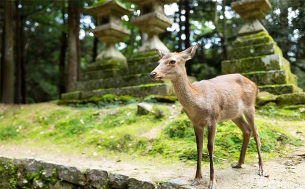 重庆出发半自由旅游_日本半自由行6日游[1天跟团+5天自由行]