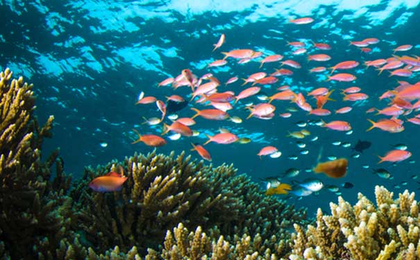 重庆到美娜多旅游_印尼美娜多6天4晚自由行【畅享自由行】<印尼美娜多自由行旅游，最后一班特价，全程四星，海洋公园浮潜，传统集市，萌萌哒眼镜猴，各种珊瑚礁岛屿>