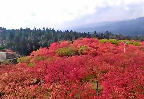 重庆周边旅游_巴南五洲园红枫+五洲生态园林一日游[重庆主城赏花一日游]