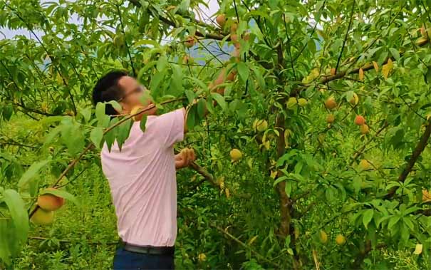 重庆出发亲子旅游_北碚张飞古道鲜桃采摘+自然博物馆一日游[重庆周边水果采摘]<重庆周边水果采摘一日游，北碚张飞古道桃园脆桃采摘，百亩脆桃甜桃无限品尝，探秘神奇自然进化历程！>