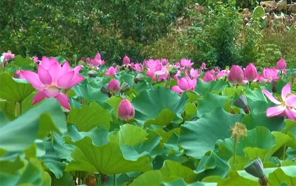 重庆周边一日游_重庆铜梁安居古镇、爱莲湖一日游【赏荷花】<重庆周边一日游线路，游览铜梁爱莲湖湿地公园+铜梁安居古镇，夏日赏荷花逛古镇休闲一日游！>