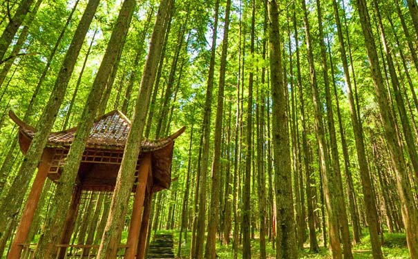 重庆出发当地旅游_涪陵武陵山4/5/7天避暑自由行[重庆避暑旅游]