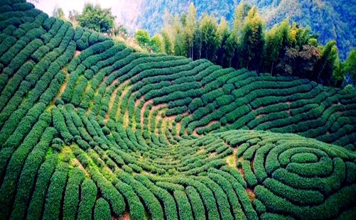 重庆周边旅游_[纯玩]四川雅安蒙顶山+黄龙溪古镇二日游[重庆周边避暑游]<重庆周边避暑二日游，纯玩0购物！雅安尽享21°C慢生活，体验古镇亲水时光！赠送树冠漫步体验or蒙顶甘露一杯>