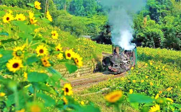 重庆到峨眉山旅游_嘉阳桫椤湖+峨眉象城2日游[向日葵+小火车]