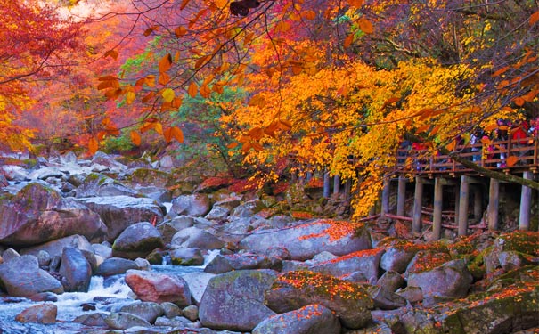 重庆出发夕阳旅游_金秋光雾山红叶+阆中滕王阁+丝绸博物馆三日游<金秋光雾山红叶旅游，秋季红叶似火，赏丹枫烂漫光雾山，穿越千年阆中城！>