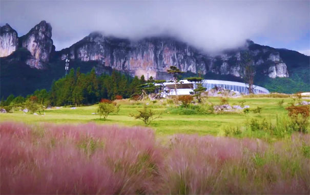 重庆出发秋叶旅游_重庆武隆仙女山懒坝粉黛花节一日游<重庆周边一日游，游览重庆武隆仙女山懒坝粉黛花节，体验浪漫粉黛花海！>