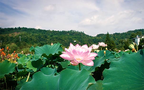 重庆出发国内旅游_[红色+赏花]重庆周边铜梁馆荷和原乡赏荷花+邱少云纪念一日游