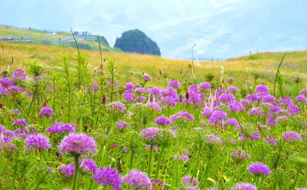 重庆出发赏花旅游_[云上花海]重庆自驾贵州阿里西里·韭菜坪三日旅游<重庆自驾旅游，到贵州自驾游览云上花海阿里西里·韭菜坪+彝山花谷+彝族文化村+六盘水三线博物馆！>