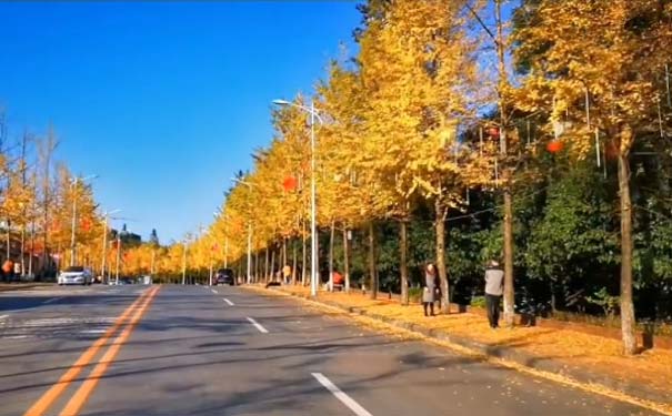 重庆出发国内旅游_[秋季红叶]纯玩武隆懒坝+南天湖彩林+银杏大道二日旅游[沙溪温泉]<秋季温泉红叶重庆周边旅游，纯玩0购物0自费，游丰都南天湖+沙溪温泉+武隆懒坝+银杏大道，含2特色餐，赏秋泡温泉之旅！>