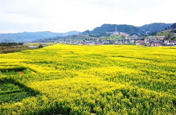 重庆到金佛山旅游_[纯玩赏花]2024重庆南川北固油菜花+黎香湖一日游<2024春季北固油菜花赏花一日游，欣赏重庆南川北固油菜花+黎香湖湿地旅游区，纯玩0购物0会销！>