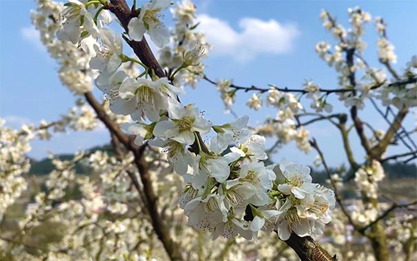 重庆出发赏花旅游_重庆渝北统景印盒李花+铜锣山矿山公园一日游