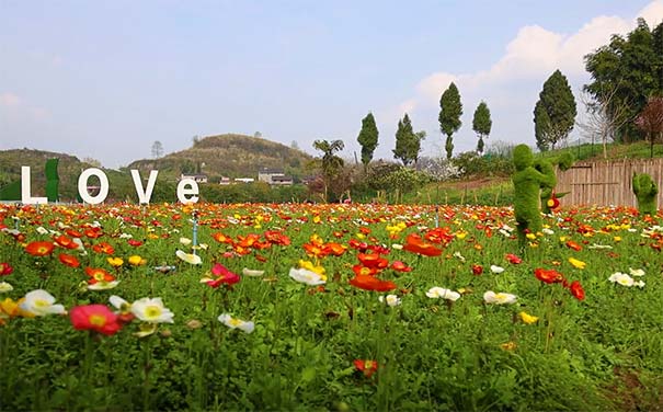 重庆出发赏花旅游_重庆沙坪坝凤凰花海+璧山秀湖公园赏花一日游<重庆周边赏花一日游，纯玩0购物0自费景点，沙坪坝凤凰花海赏花+璧山秀湖+湿地公园！不同季节还会安排不同水果采摘！>