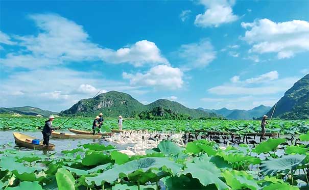 [0购物]重庆到云南普者黑四日游[青丘+仙人洞+青龙山]