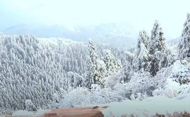 重庆出发冰雪旅游_[冰雪刨猪节]重庆武陵山国家森林公园二日游[自驾自由行]<重庆冰雪旅游，武陵山国家森林公园自驾自由行二日游，冰雪季+1餐刨猪汤2人+武陵山门票2张+武陵山住宿1晚+手工糍粑！>