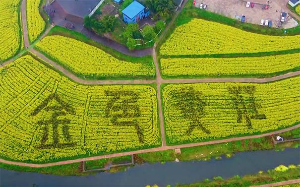 重庆周边旅游_重庆江津金色黄庄油菜花+白沙影视基地一日游<重庆赏花一日游，体验金色黄庄农科主题乐园与农耕文化，游江小白·金色黄庄大地乐园+白沙影视基地！>