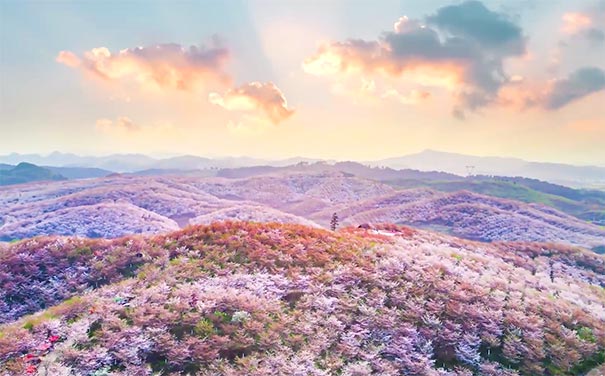 重庆到贵州旅游_[春季赏花]重庆自驾平坝樱花+广顺+黄蜡乡+神泉谷三日旅游