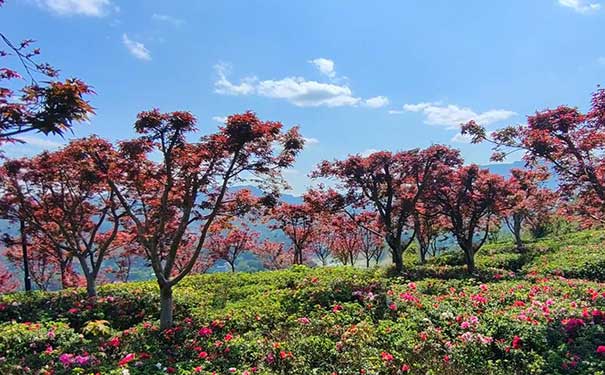 重庆出发主题旅游_[踏青]重庆周边南湖多彩植物园+西流沱古镇一日游<重庆周边一日游，踏青赏花一日游，全程不进购物店，游览巴南南湖多彩植物园+西流沱古镇！>