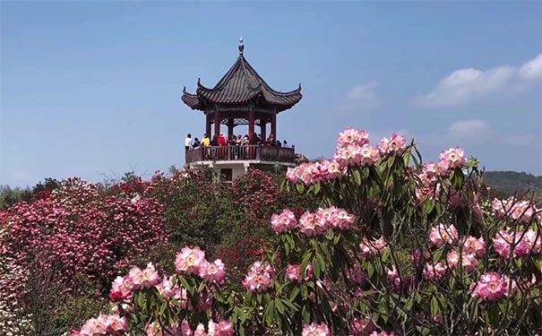 重庆出发赏花旅游_[纯玩]重庆到贵州百里杜鹃+乌江寨二日旅游<纯玩贵州旅游，0购物0自费重庆出发汽车二日游，乌江寨无人机表演+乌江星水舞秀，赏毕节百里杜鹃花海！>