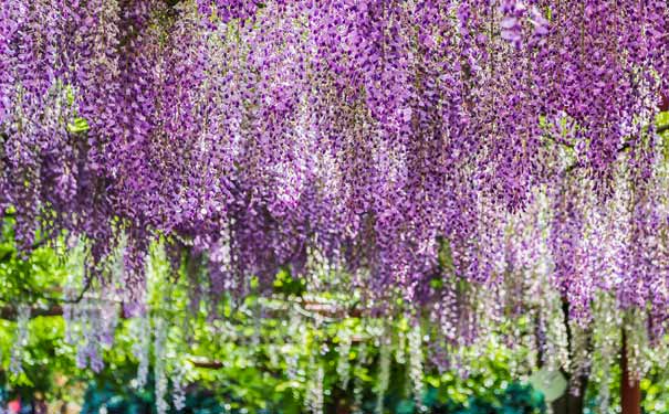 重庆出发纯玩旅游_[月季花+紫藤花长廊]重庆周边江津蓝色精灵赏花一日游[纯玩]<重庆周边游，江津赏花一日游，纯玩0购物0会销，赏江津蓝色精灵庄园月季花海+紫藤花长廊！>