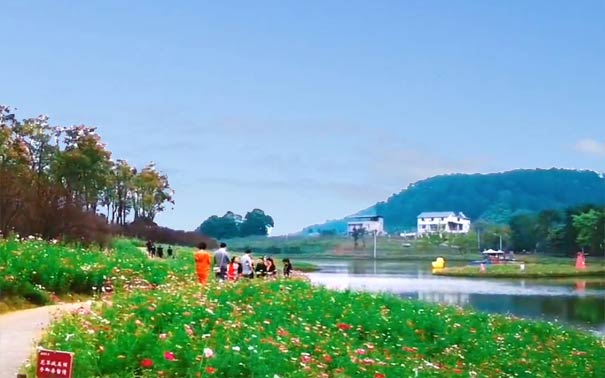 重庆出发纯玩旅游_[纯玩赏花]重庆云林天乡+木洞河街赏花一日游[格桑花]