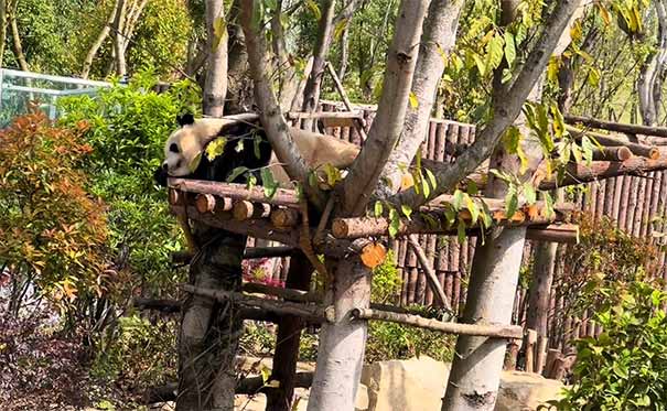 重庆周边旅游_[纯玩]重庆到成都二日旅游[花舞人间+熊猫基地+黄龙溪古镇+宽窄巷子]<重庆到成都旅游，汽车二日，纯玩0购物0自费景点，住1晚黄龙溪古镇，游成都熊猫基地+花舞人间+宽窄巷子+黄龙溪古镇！>